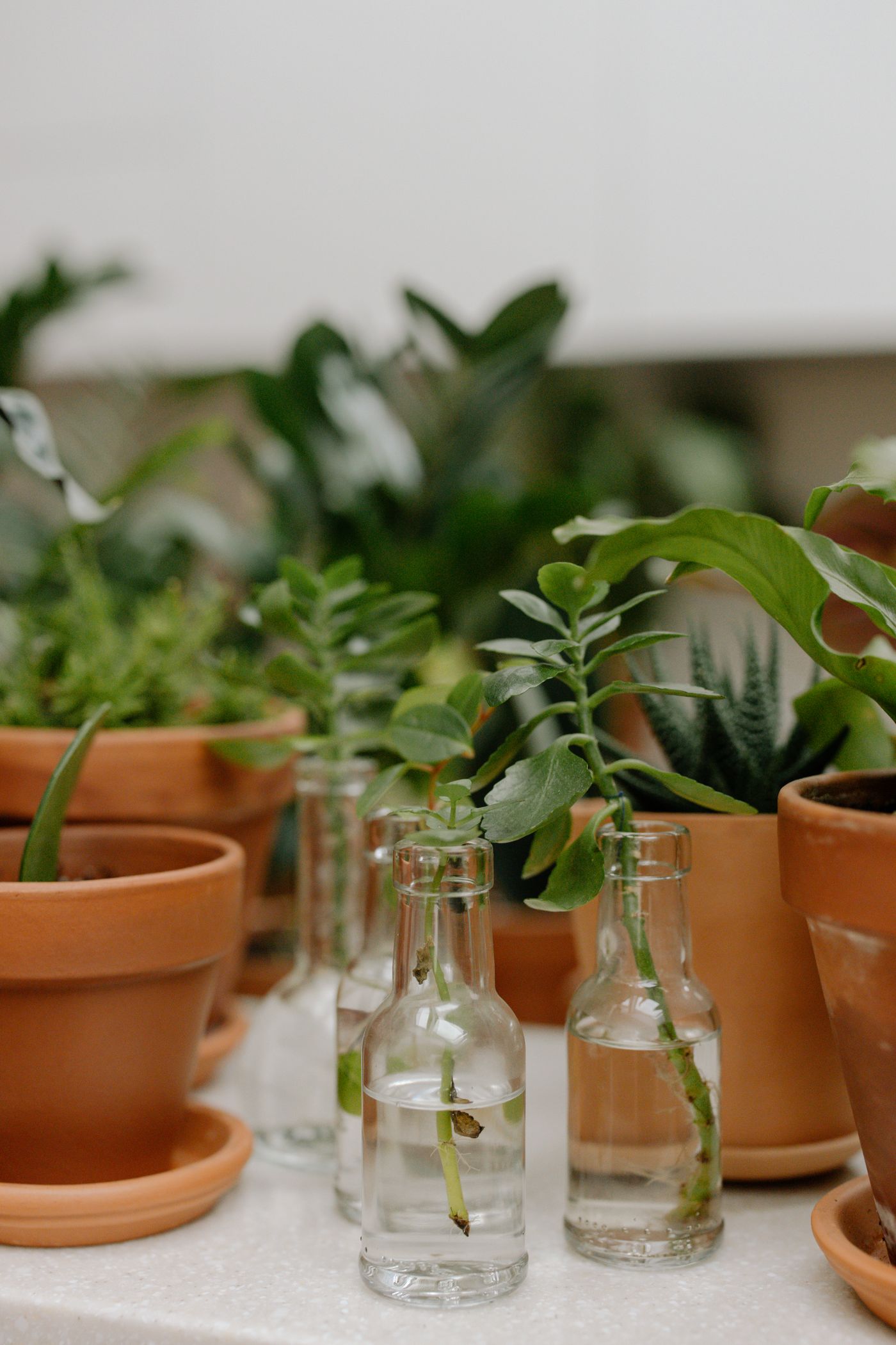 Small plants in pots and glass containers