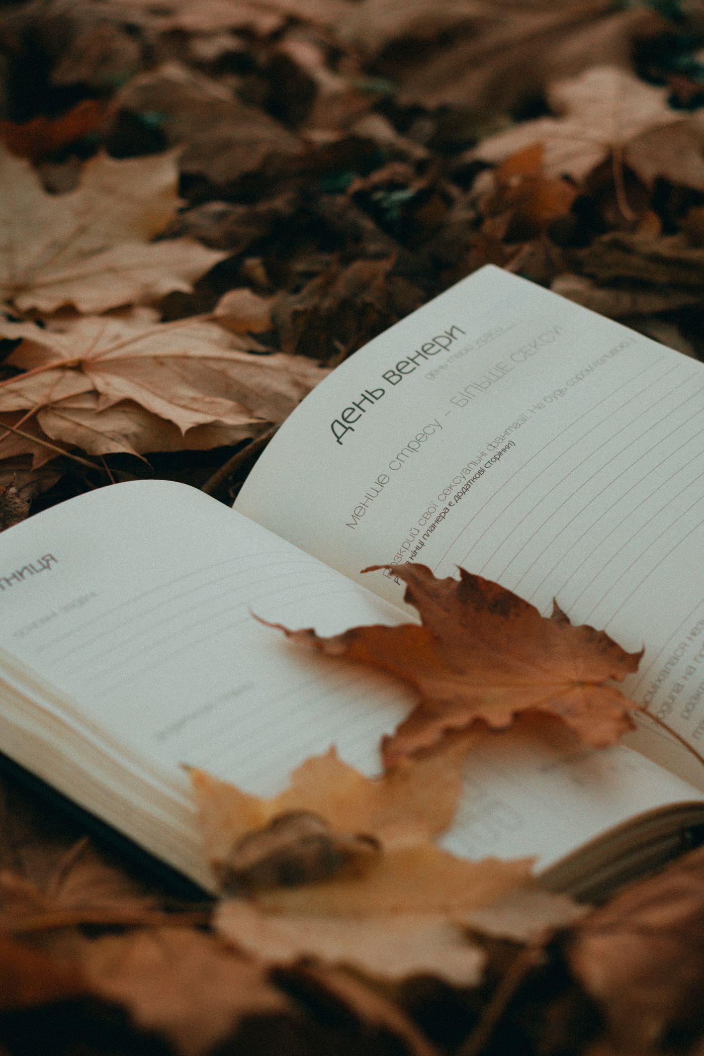 Autumn leaves resting on a notebook