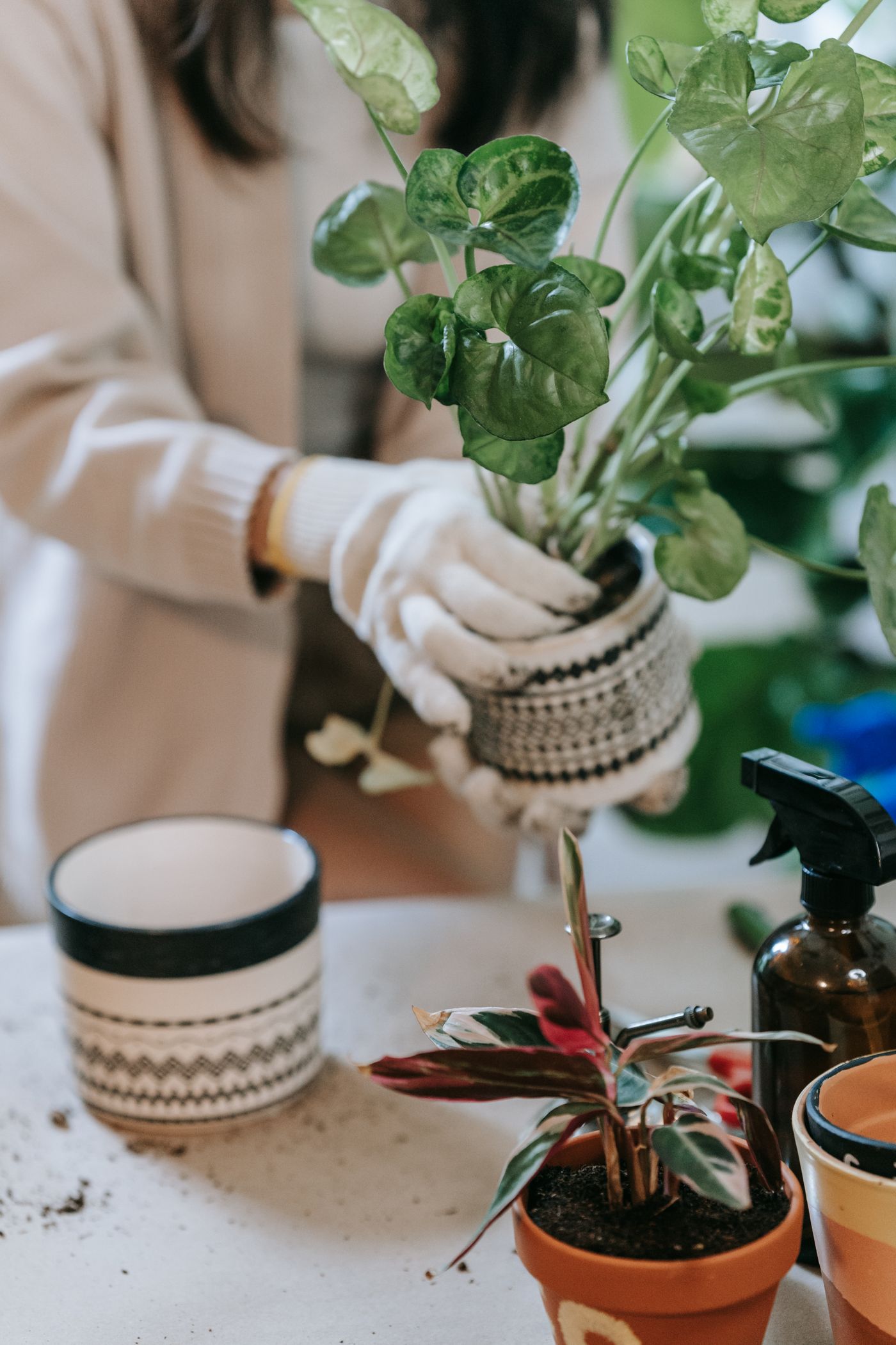Hands repotting a plant