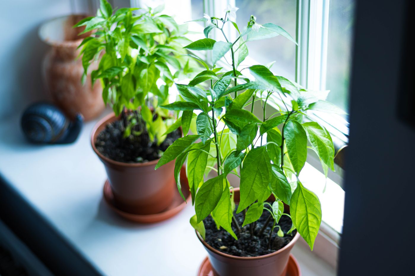 Plants on a windowsill