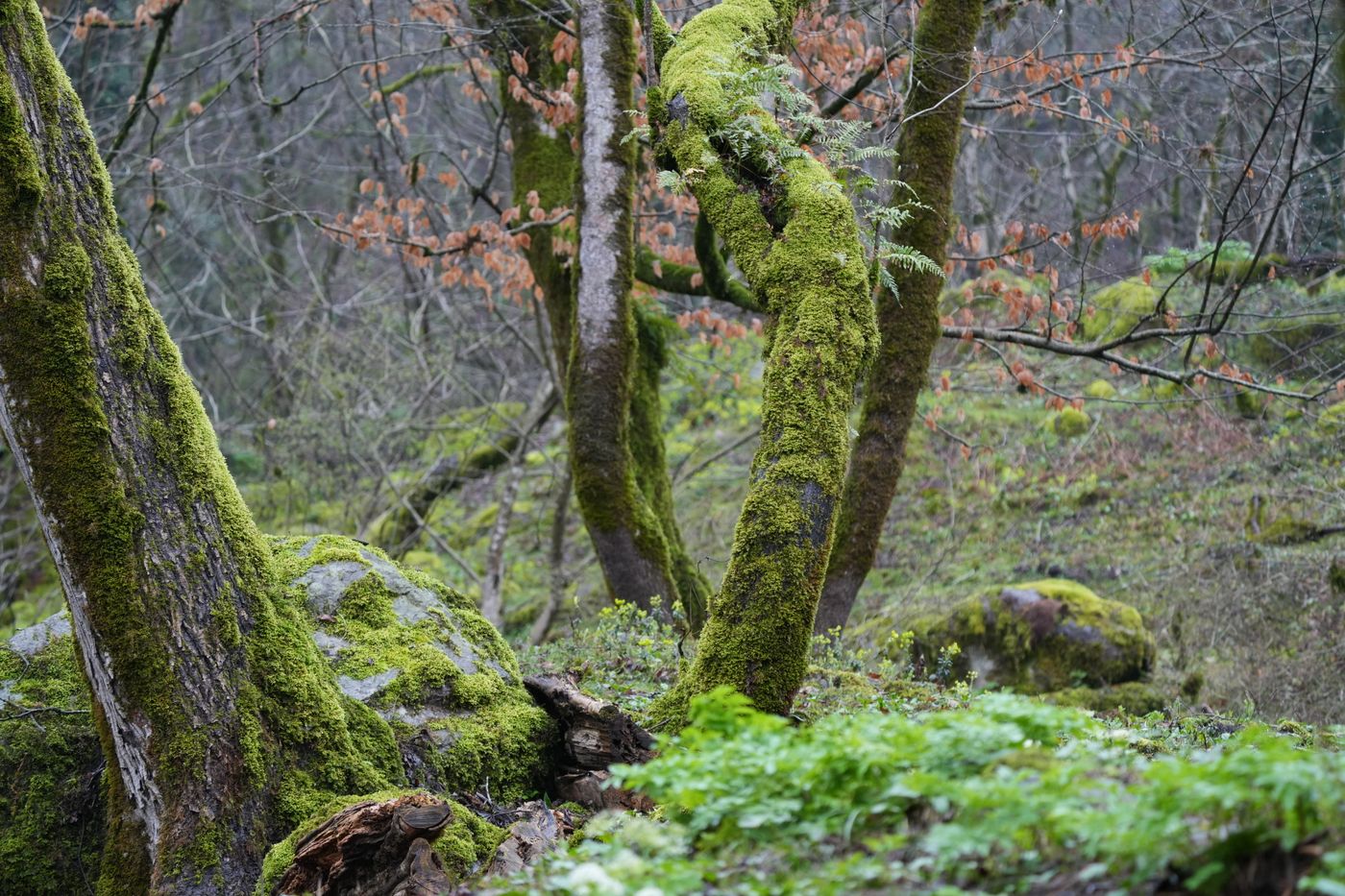 Moss on trees in a woodland